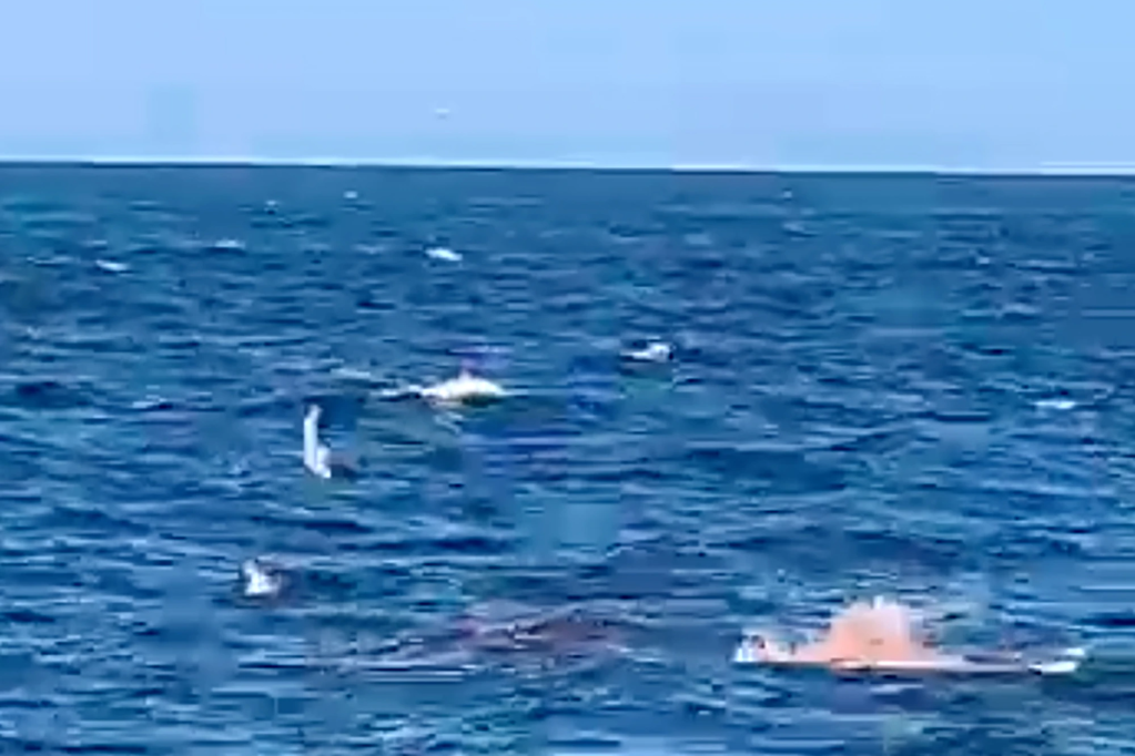 Żarłacz biały pożera pływaka na śmierć, a materiał wideo przedstawia przerażającą scenę.