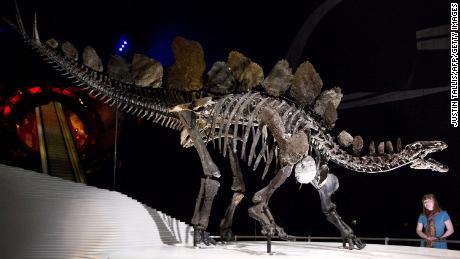 Nowo odkryta skamielina stegozaura jest najstarszą na świecie