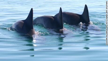 Samce delfinów tworzą gangi, aby zdobyć partnera