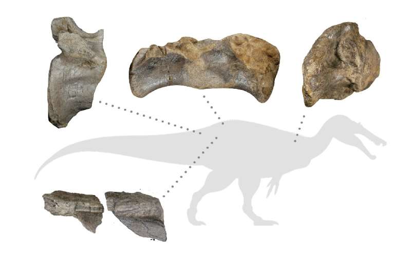 Najlepiej zachowane kości spinozauryda z białej skały, w tym kręg ogonowy, który pomógł określić jego gigantyczny rozmiar