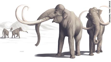 Ta ilustracja przedstawia, jak wyglądał mamut tysiące lat temu.