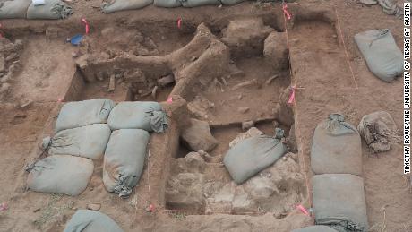 Wykopaliska zawierały złamane kości z czaszki, kręgosłupa i żeber mamuta.