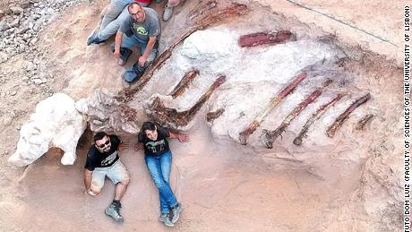 Naukowcy uważają, że szczątki mogły mieć około 39 stóp wysokości i 82 stopy długości.