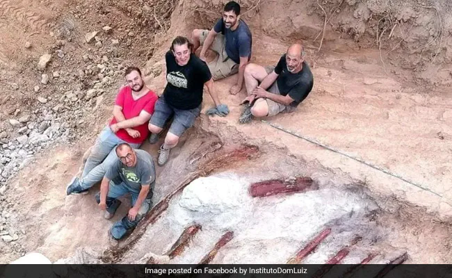 Szkielet dinozaura znaleziony na portugalskim podwórku może być największym znaleziskiem w Europie: raport