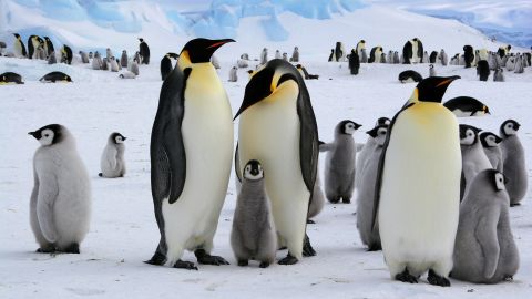 Pingwiny cesarskie żyją na Półwyspie Antarktycznym w wielu koloniach.