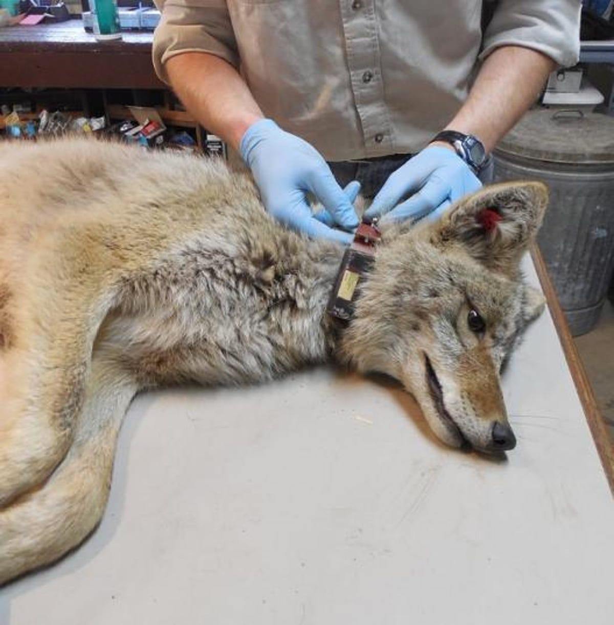 Badacz w rękawiczkach zakłada obrożę leżącemu na boku wilkowi.